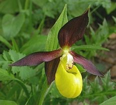 Lady's Slipper Orchid © John Muddeman